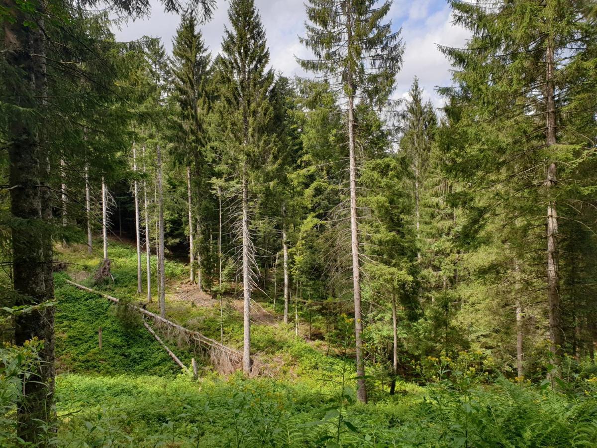 Gemuetliche Ferienwohnung Evieline In Todtmoos Bagian luar foto